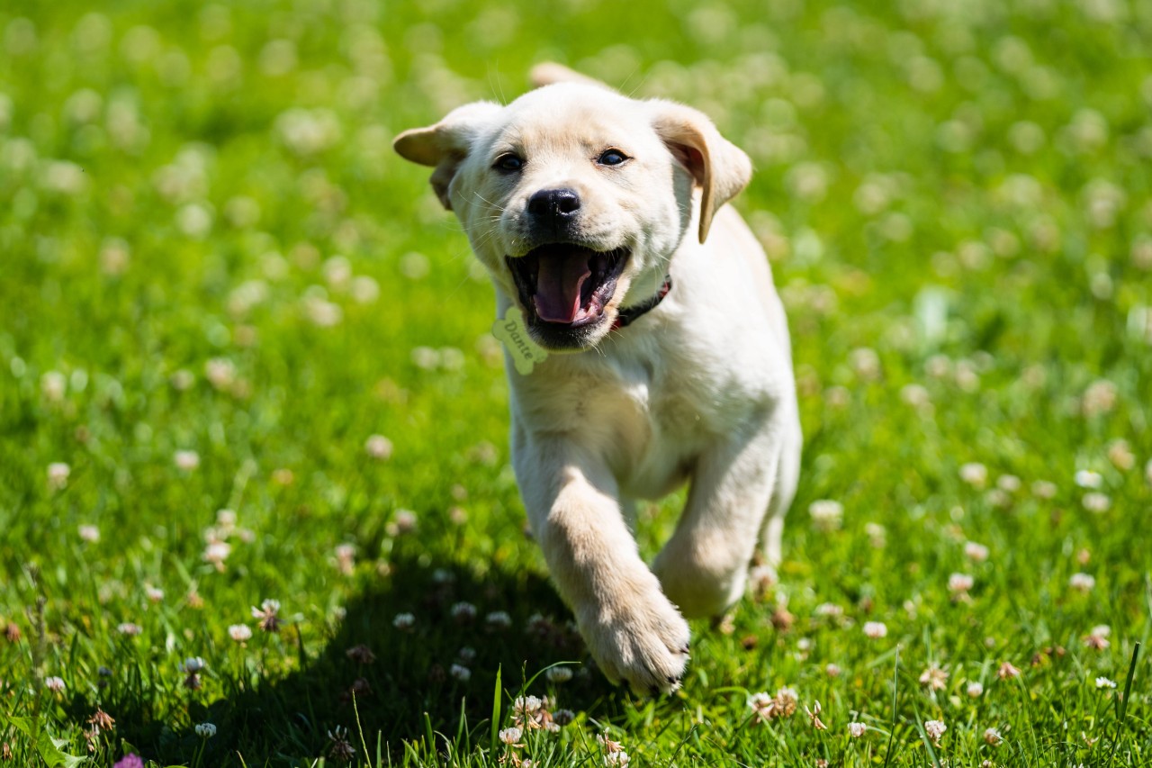 Hund in NRW: Zwei Labrador Retriever Welpen wurden am Wochenende gestohlen. (Symbolbild)