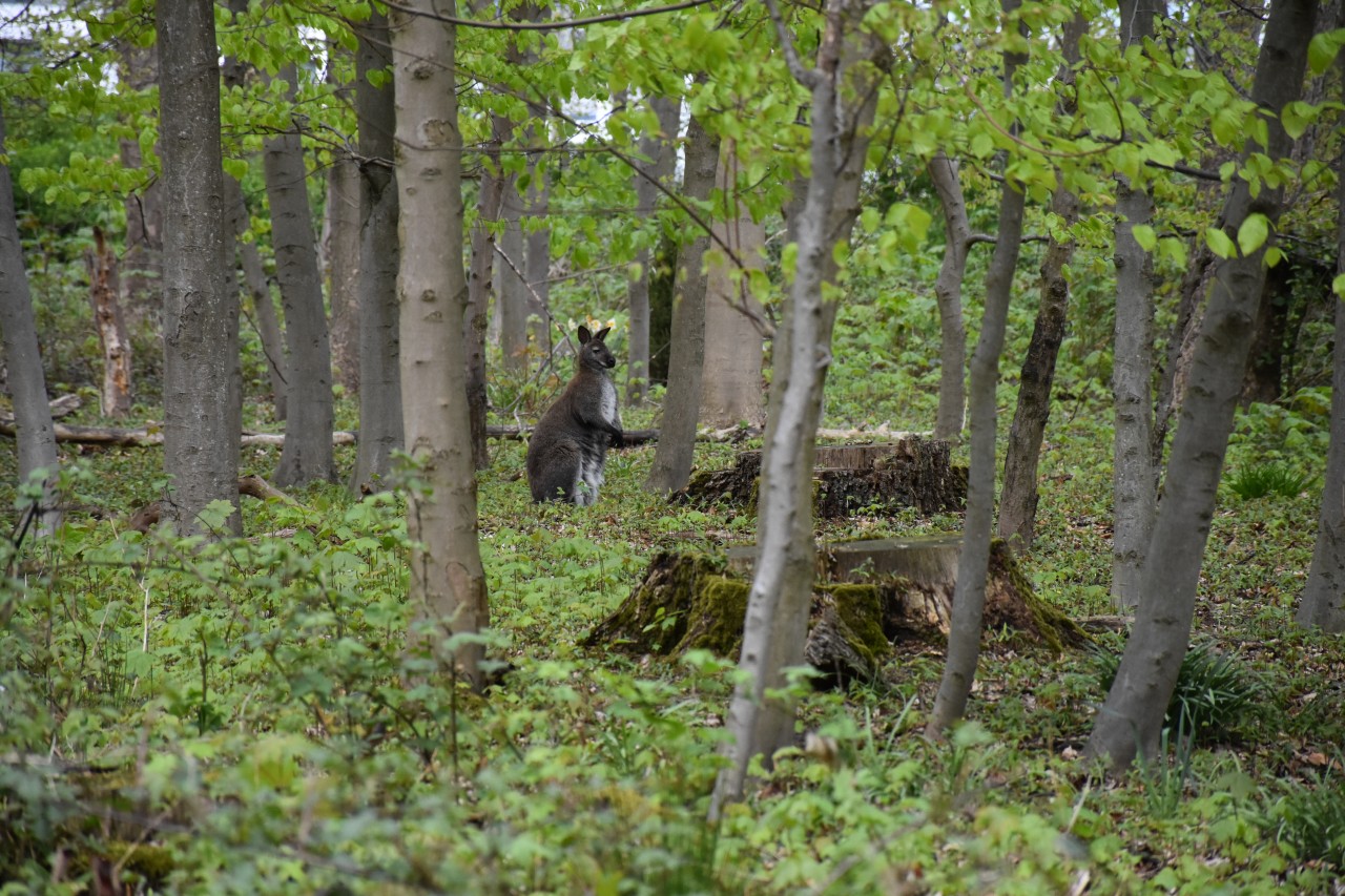 Im Grävingholzer Wald wurden zwei Kängurus gesichtet. 