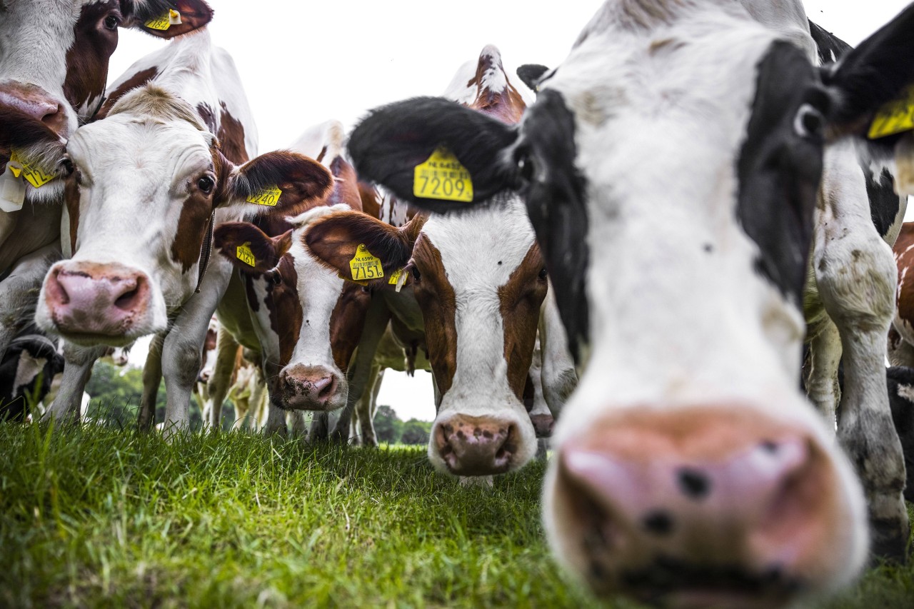 Steuern auf Fürze und Rülpser von Kühen - das soll nun in Neuseeland eingeführt werden. (Symbolbild)