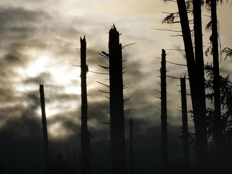 Die Stämme abgebrochener Bäume zeichnen sich auf einer Anhöhe bei Winterberg ab.  Foto: Bernd Thissen/dpa 