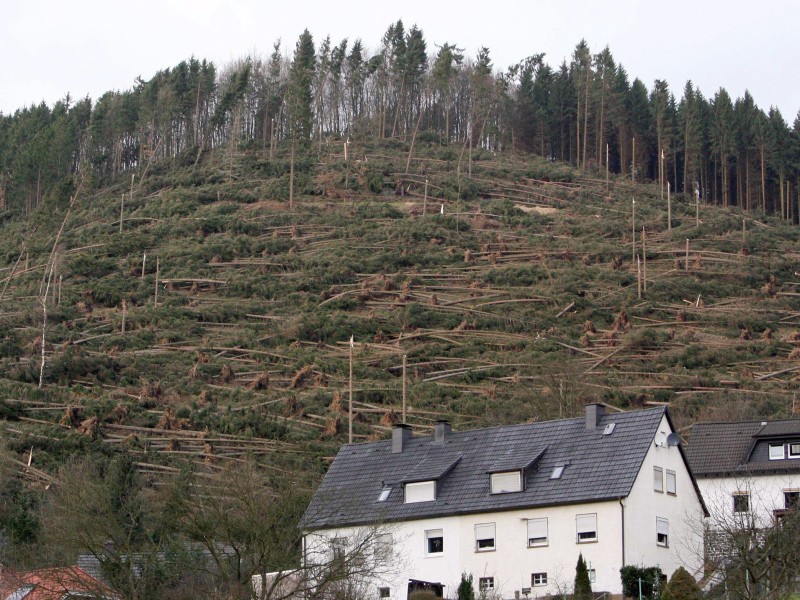 Bäume, die durch den Orkan Kyrill entwurzelt wurden, auf einem Hügel in Werdohl (Märkischer Kreis).  Foto: Franz-Peter Tschauner dpa/lnw
