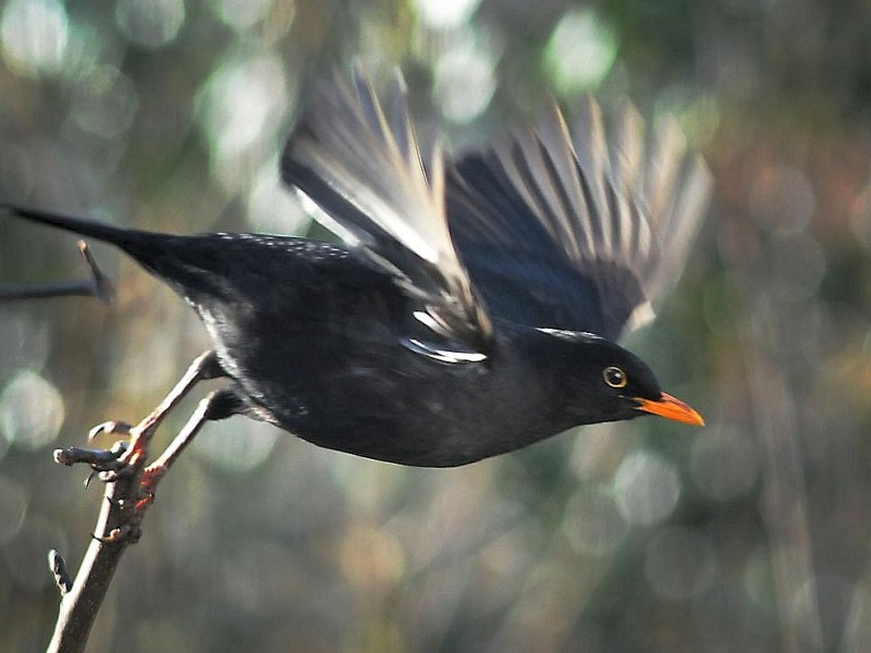 Amsel