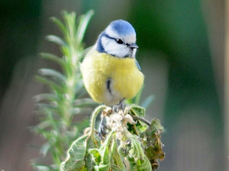 Blaumeise