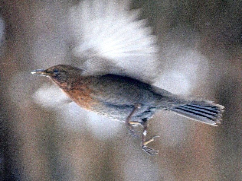 Amsel