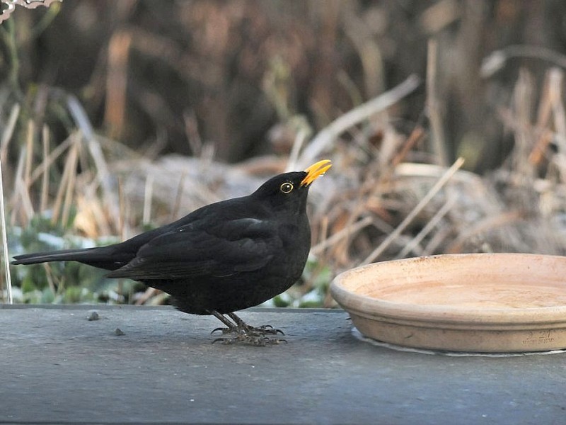 Amsel