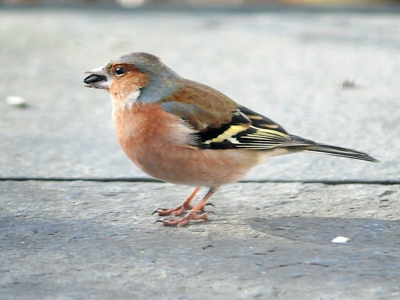 Buchfink