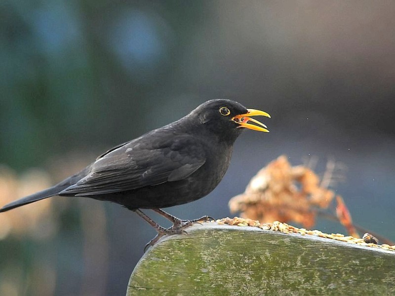 Amsel