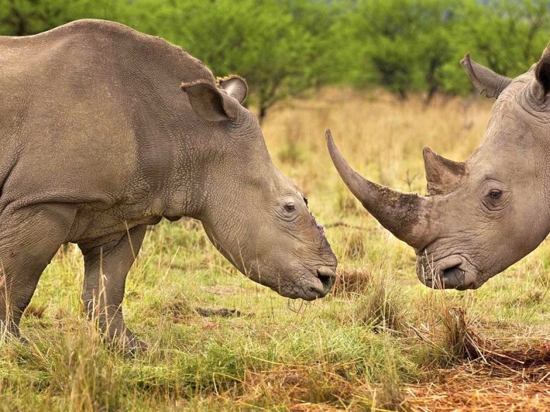 Gleich zweimal gewann Brent Stirton (Getty Imagesfür National Geographic Magazine). In der Kategorie Nature Stories gewann sein Bild Rhino Warsden ersten Preis. In seiner Heimat Südafrika fotografierte er Nashörner. Die Nashorn-Dame hatte vier Monate zuvor das Abtrennen des Hornes überlebt.