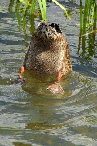 Am Phoenixsee haben sich schon viele Tiere angesiedelt. Das Foto vom 5. Juli 2012 zeigt Stockenten.