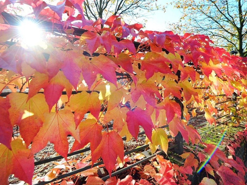 So schön ist der Herbst in NRW!