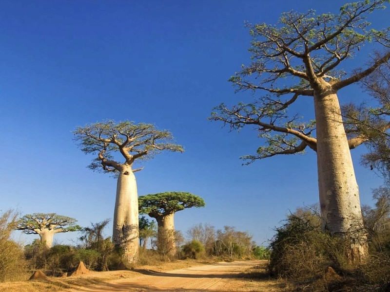 Auf Platz zehn steht der zweitgrößte Inselstaat der Welt, Madagascar. An der gesamten Küstenregion Madagaskars wachsen die eindrucksvollen Affenbrotbäume oder auch Baobabs genannt. Die urweltlichen Ungetüme haben einen Durchmesser von bis zu sieben Metern und eine verhältnismäßig klein erscheinende Krone in bis zu 30 Metern Höhe.