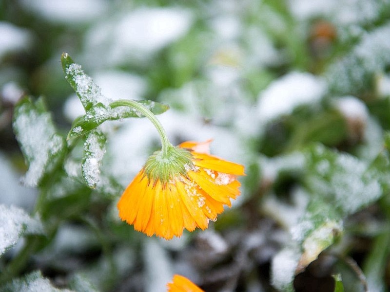 Schneeschauer drücken eine Ringelblume im Bochumer Wiesental herunter und bedecken den Boden mit Schnee.