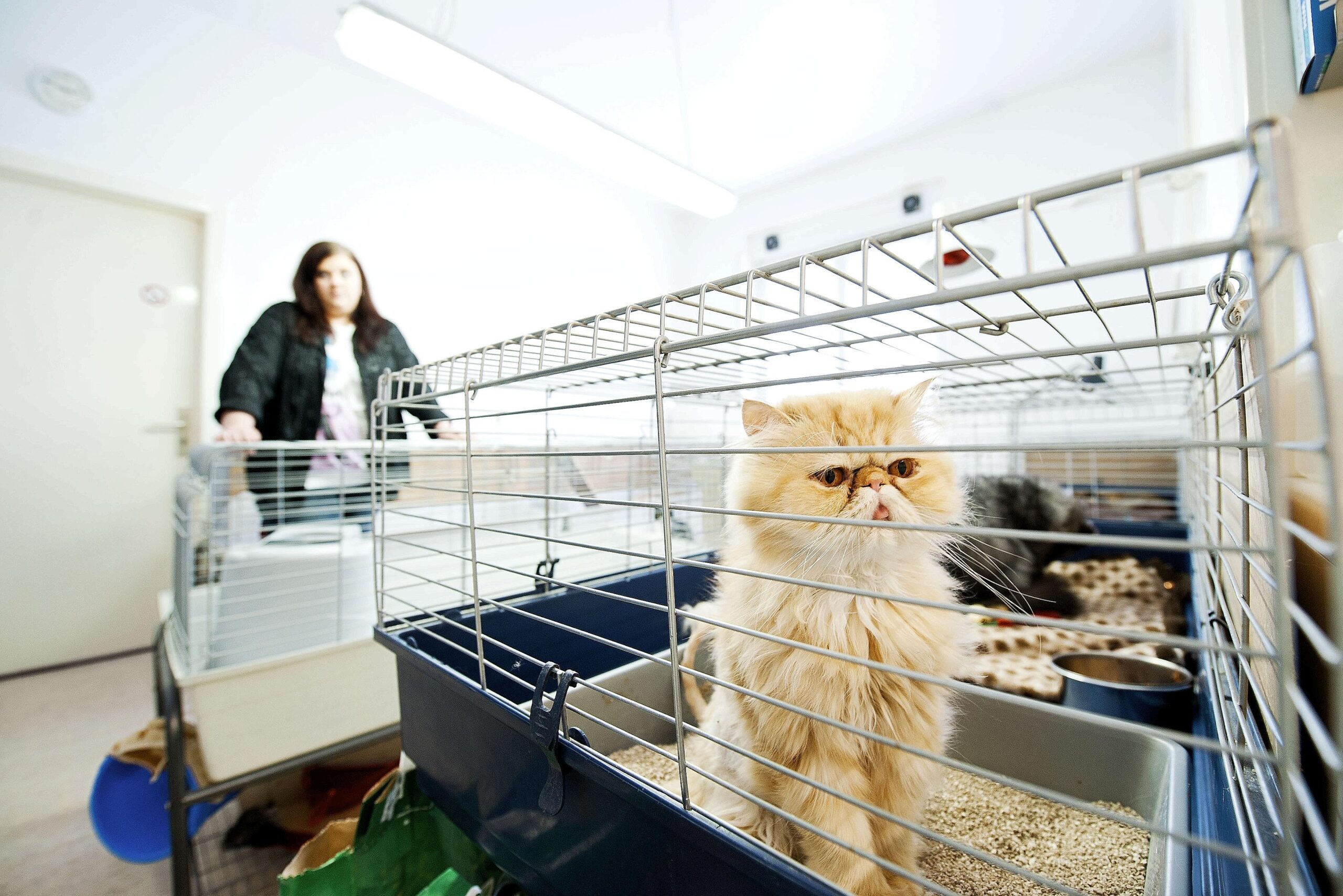 Am Freitag, den 10.06.2011 schaut eine Katze durch ein Gitter eines Käfigs beim Verein Tiere in Not e. V. Bochum. Der Verein hat eine Katzenpflegestation in einem Wohnhaus an der Castroper Straße. Foto: Olaf Ziegler / WAZ FotoPool