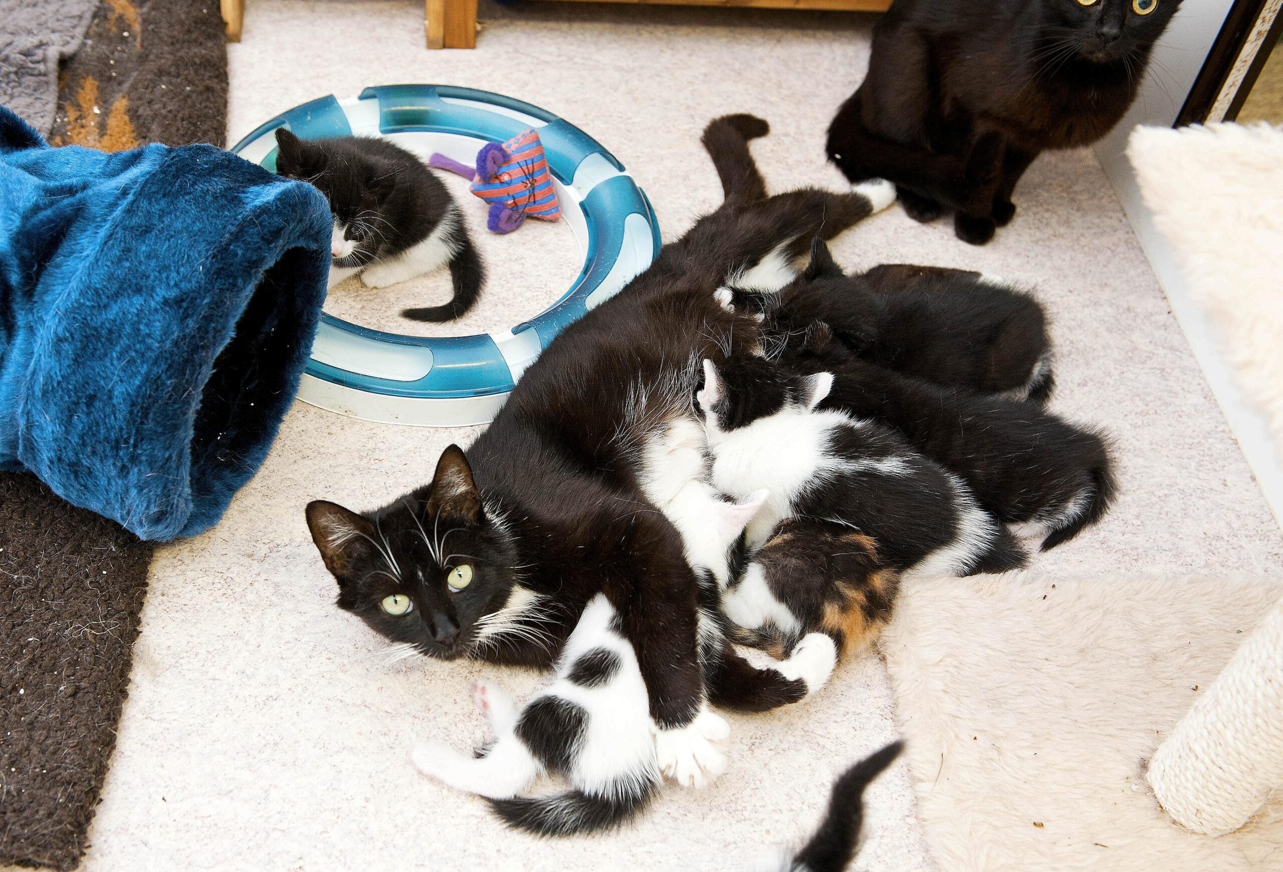 Am Freitag, den 10.06.2011 säugen einige junge Katzen an ihrer Mutter. Sie und ihre Geschwister werden betreut von dem Verein Tiere in Not e. V. Bochum. Foto: Olaf Ziegler / WAZ FotoPool