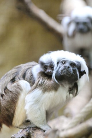 Vor vier Wochen wurden im Zoo am Kaiserberg Zwillinge bei den kleinen Liszt-Affen geboren.