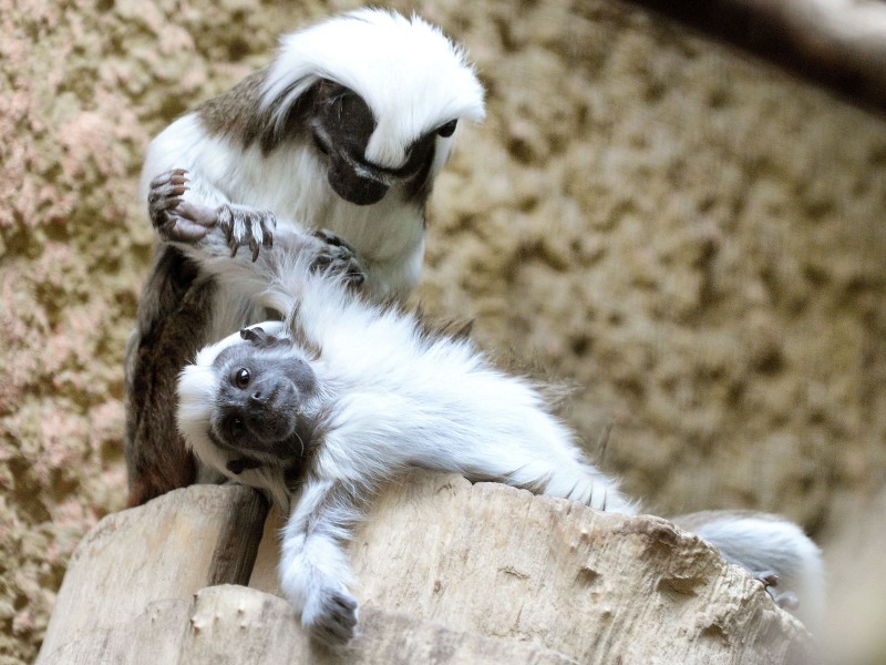 ... im Affenhaus auf der Ostseite des Tierparks zu sehen. 