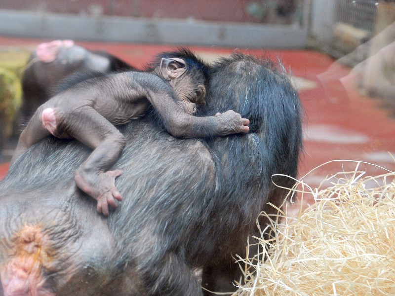 Noch ganz klein, aber schon ein Star: Schimpansenbaby Dayo.