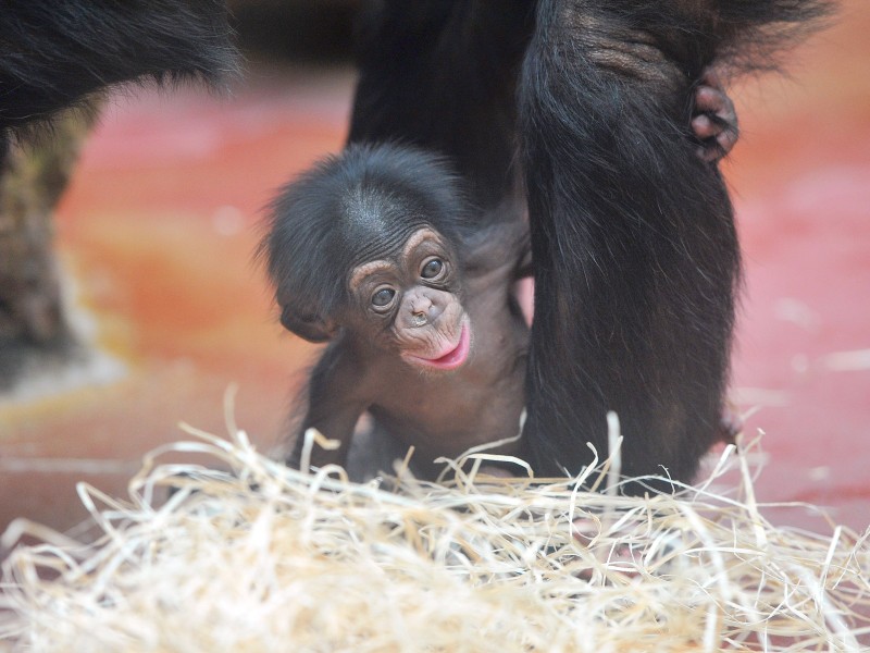 Schimpansenbaby Dayo kam am 10. März zur Welt.