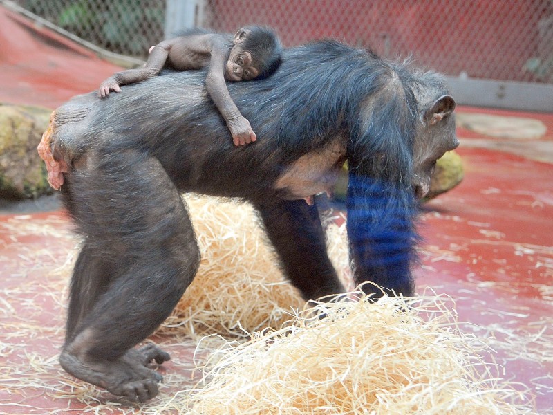 Noch ganz klein, aber schon ein Star: Schimpansenbaby Dayo.