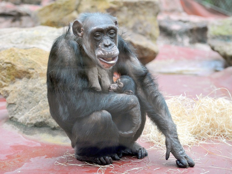 Schimpansenbaby Dayo kam am 10. März zur Welt.