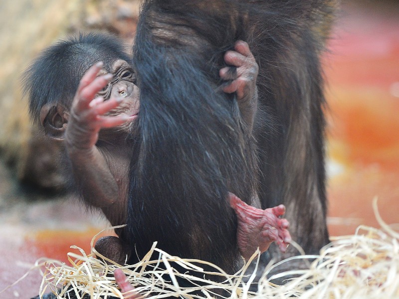 Mit festem Griff an Mamas Körper: der kleine Schimpanse Dayo.