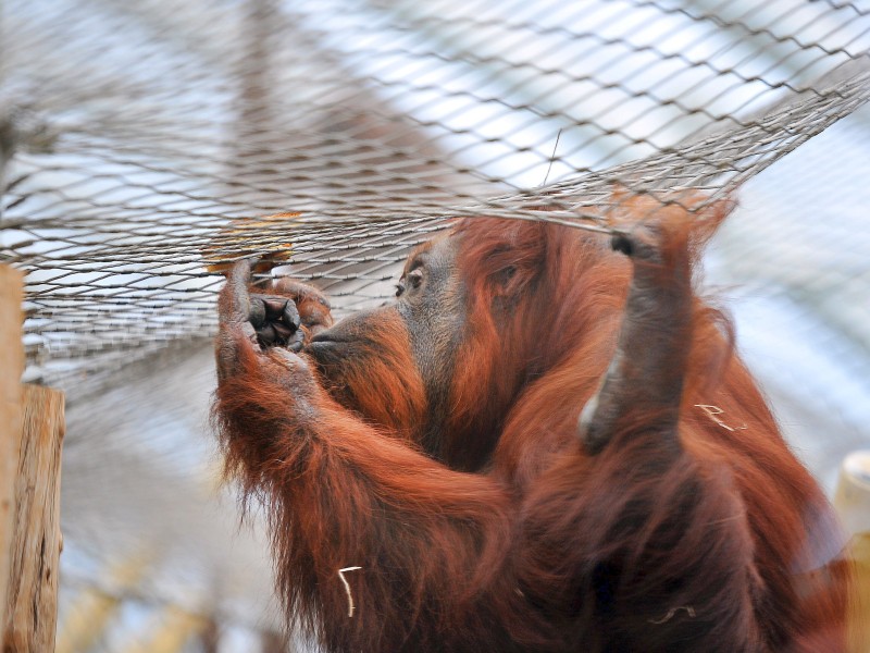 Happy Birthday Kasih: Orang-Utan-Dame Kasih feiert am 18. März ihren 53. Geburtstag.