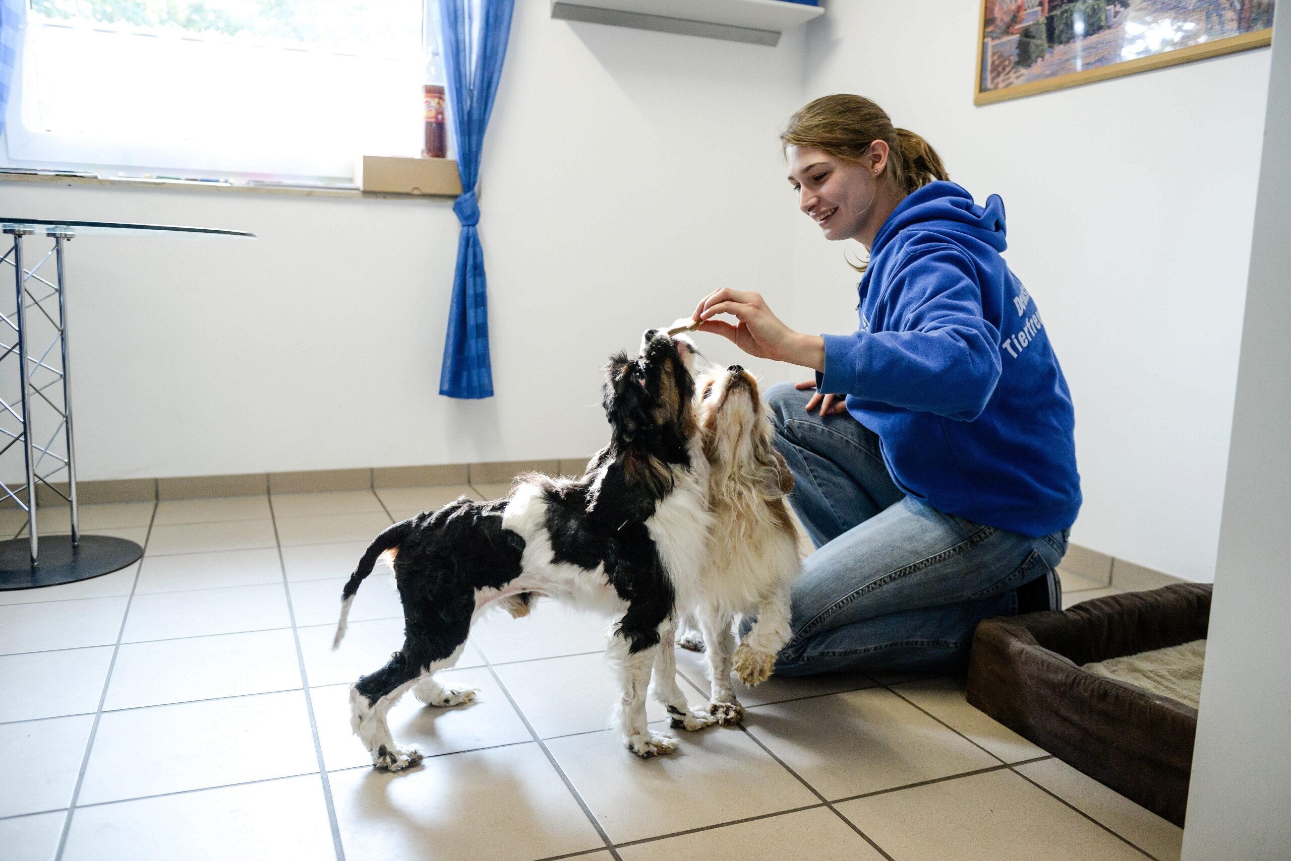 Im Tierheim in Kamp-Lintfort. Mitarbeiterin Katharina Schoth kümmert sich um die verwahrlost gefundenen zwei Hunde von der Rasse Cavalier King Charles Spaniel.     Foto: Volker Herold / FUNKE Foto Services