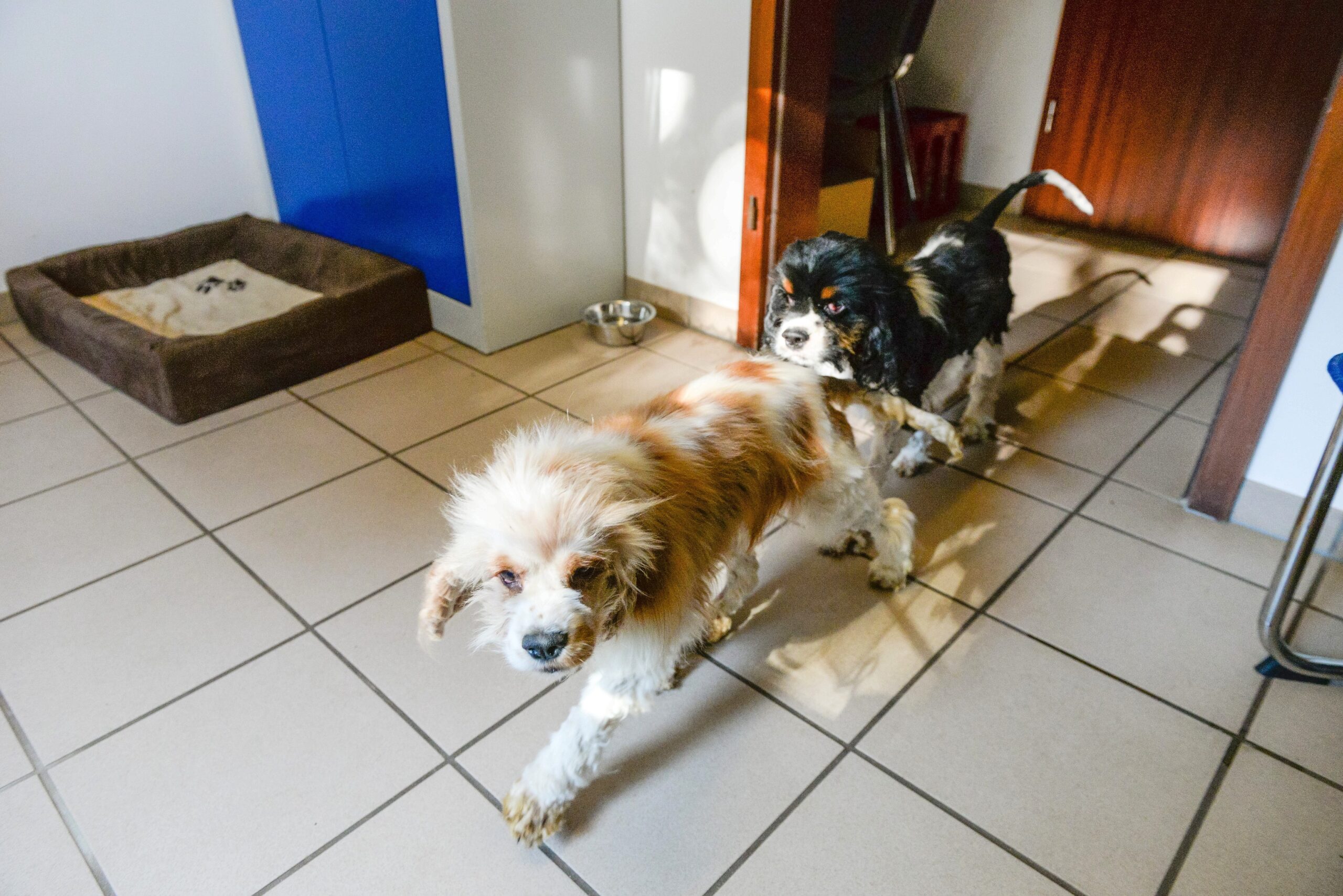 Im Tierheim in Kamp-Lintfort. Mitarbeiterin Katharina Schoth kümmert sich um die verwahrlost gefundenen zwei Hunde von der Rasse Cavalier King Charles Spaniel.     Foto: Volker Herold / FUNKE Foto Services