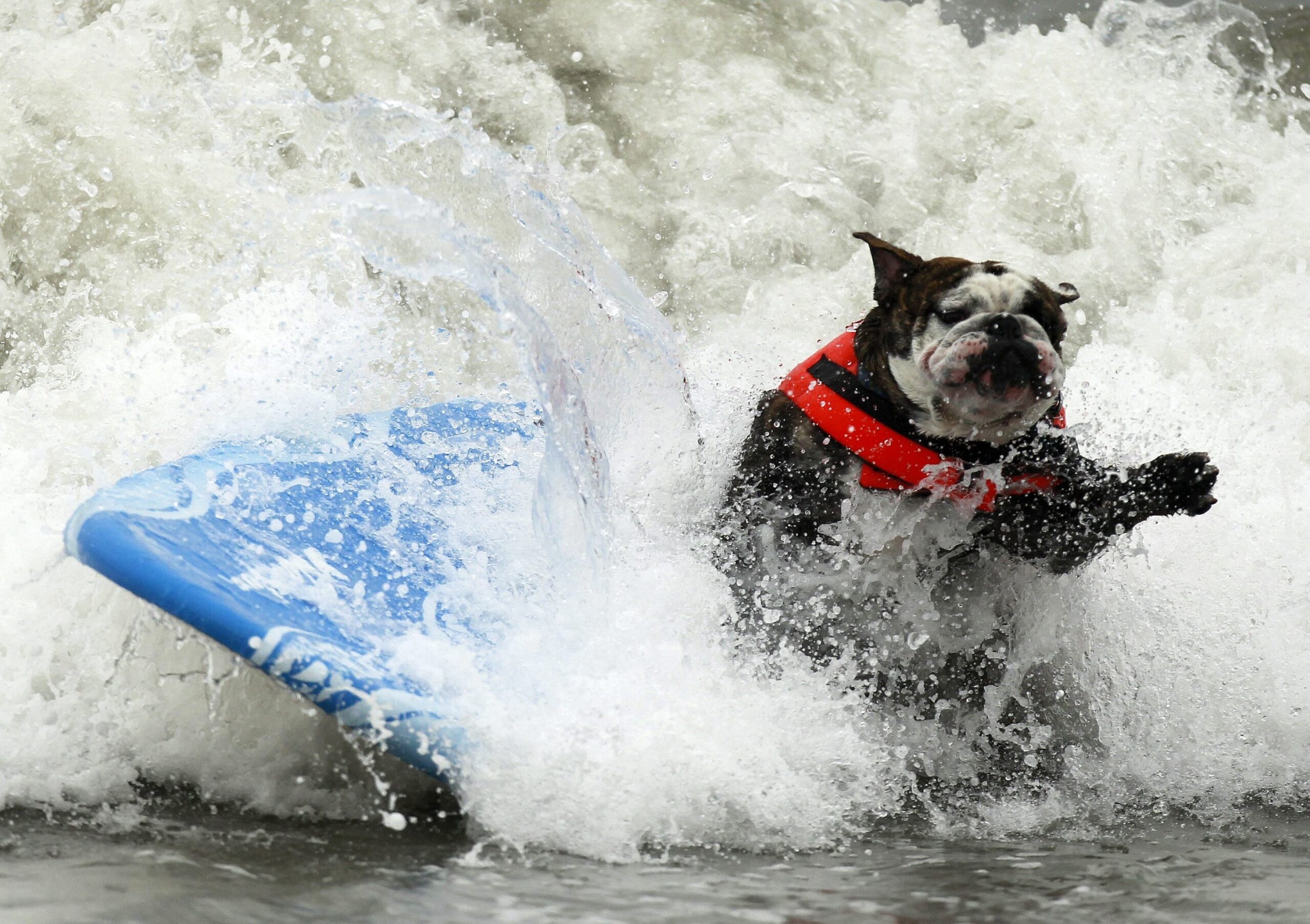 Surfende Hunde im kalifornischen Huntington Beach.