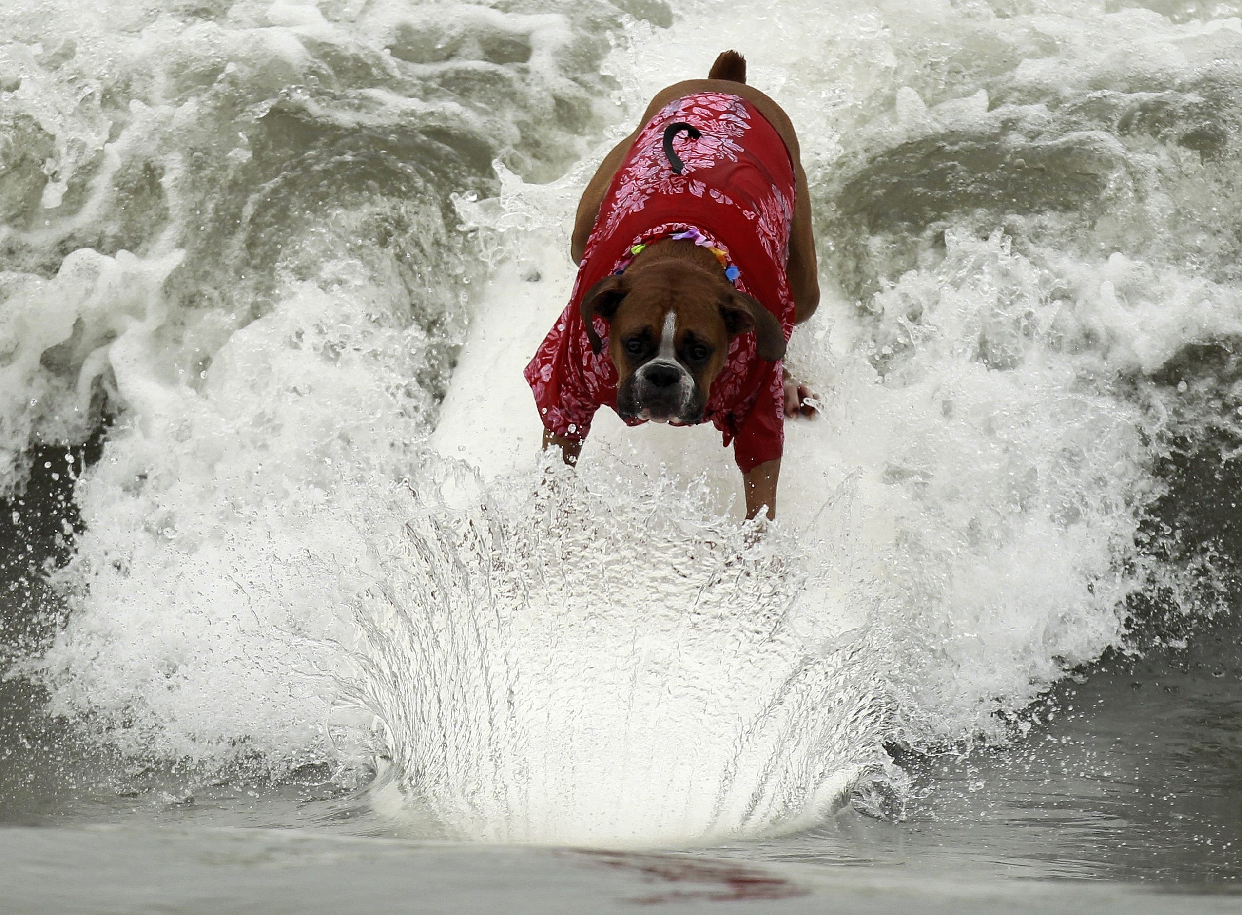 Surfende Hunde im kalifornischen Huntington Beach.