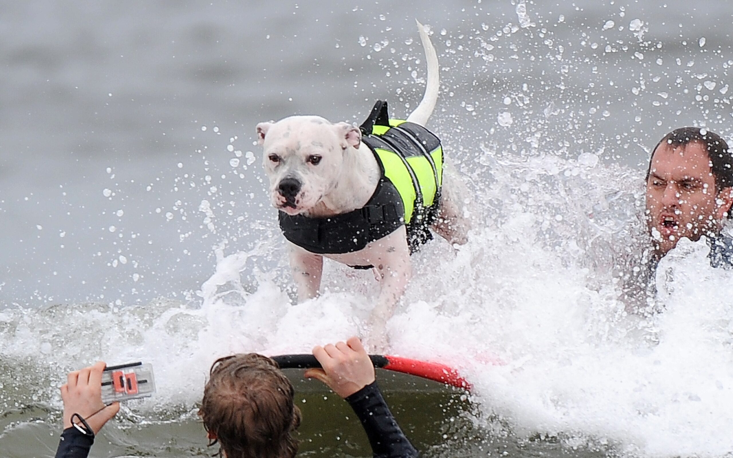 Surfende Hunde im kalifornischen Huntington Beach.