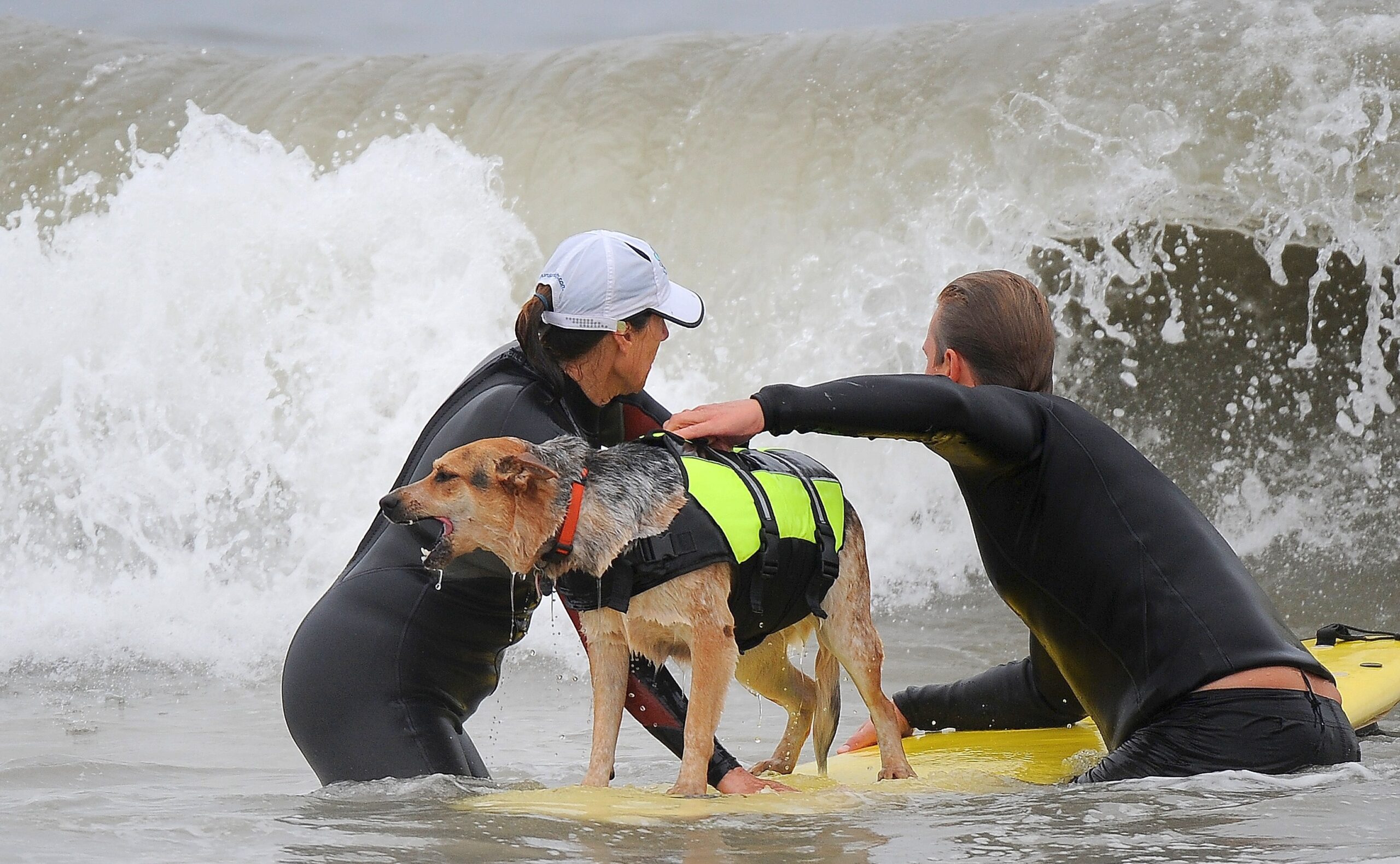 Surfende Hunde im kalifornischen Huntington Beach.