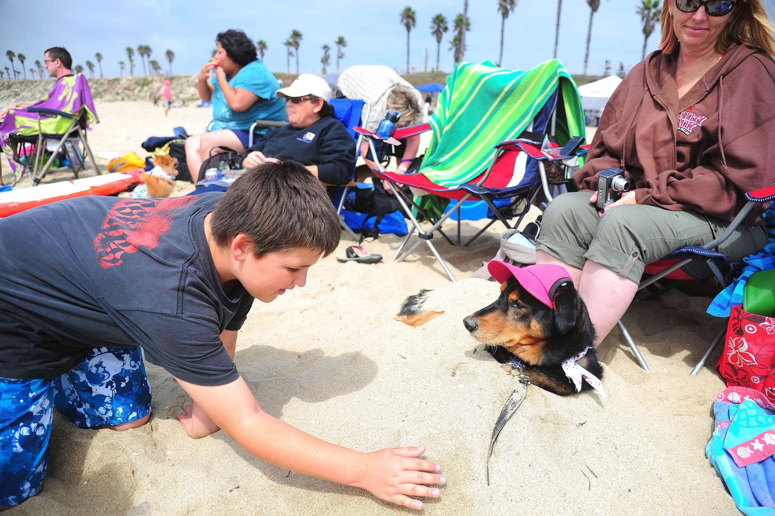 Surfende Hunde im kalifornischen Huntington Beach.