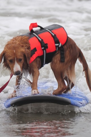 Surfende Hunde im kalifornischen Huntington Beach.