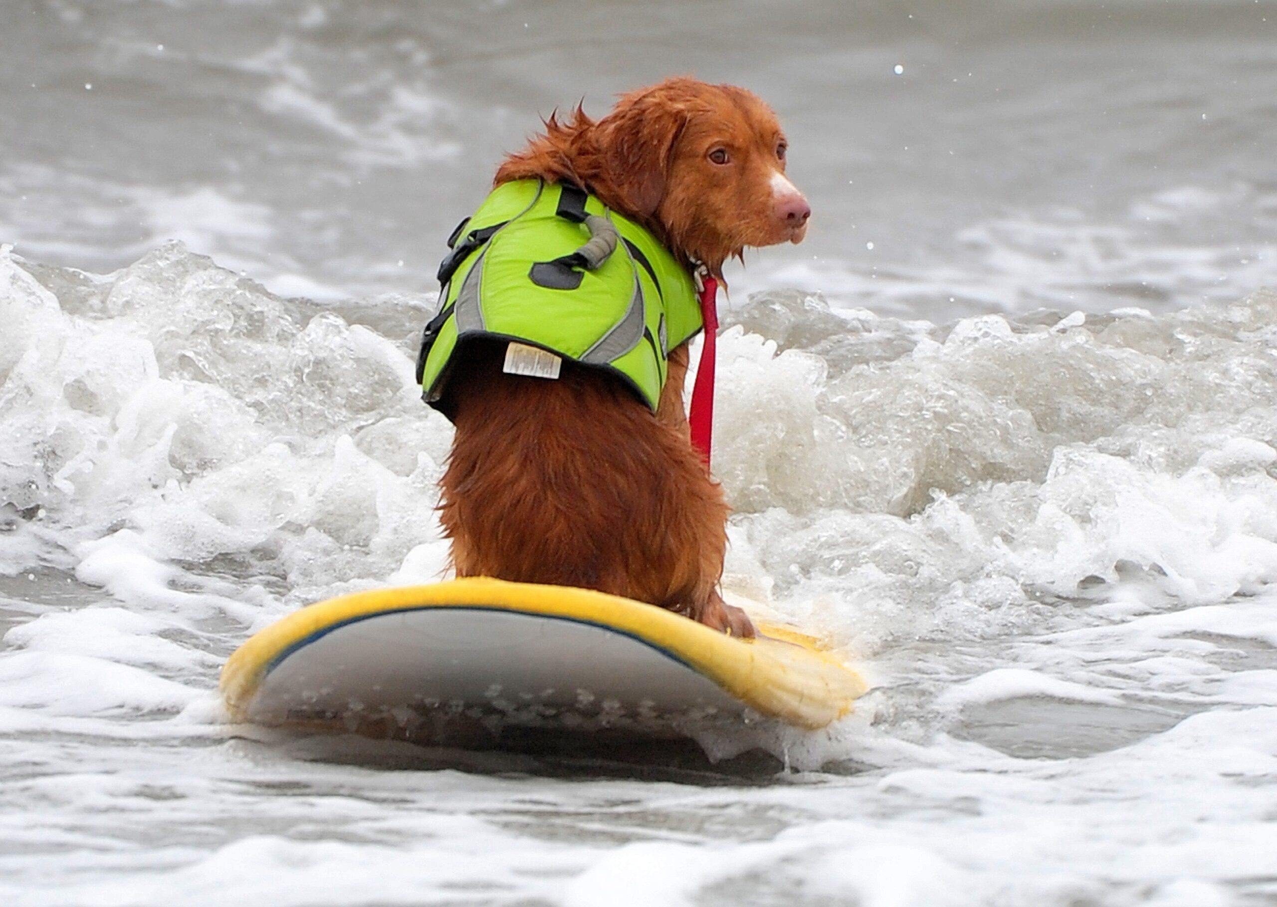 Surfende Hunde im kalifornischen Huntington Beach.