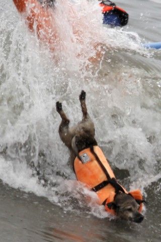 Surfende Hunde im kalifornischen Huntington Beach.