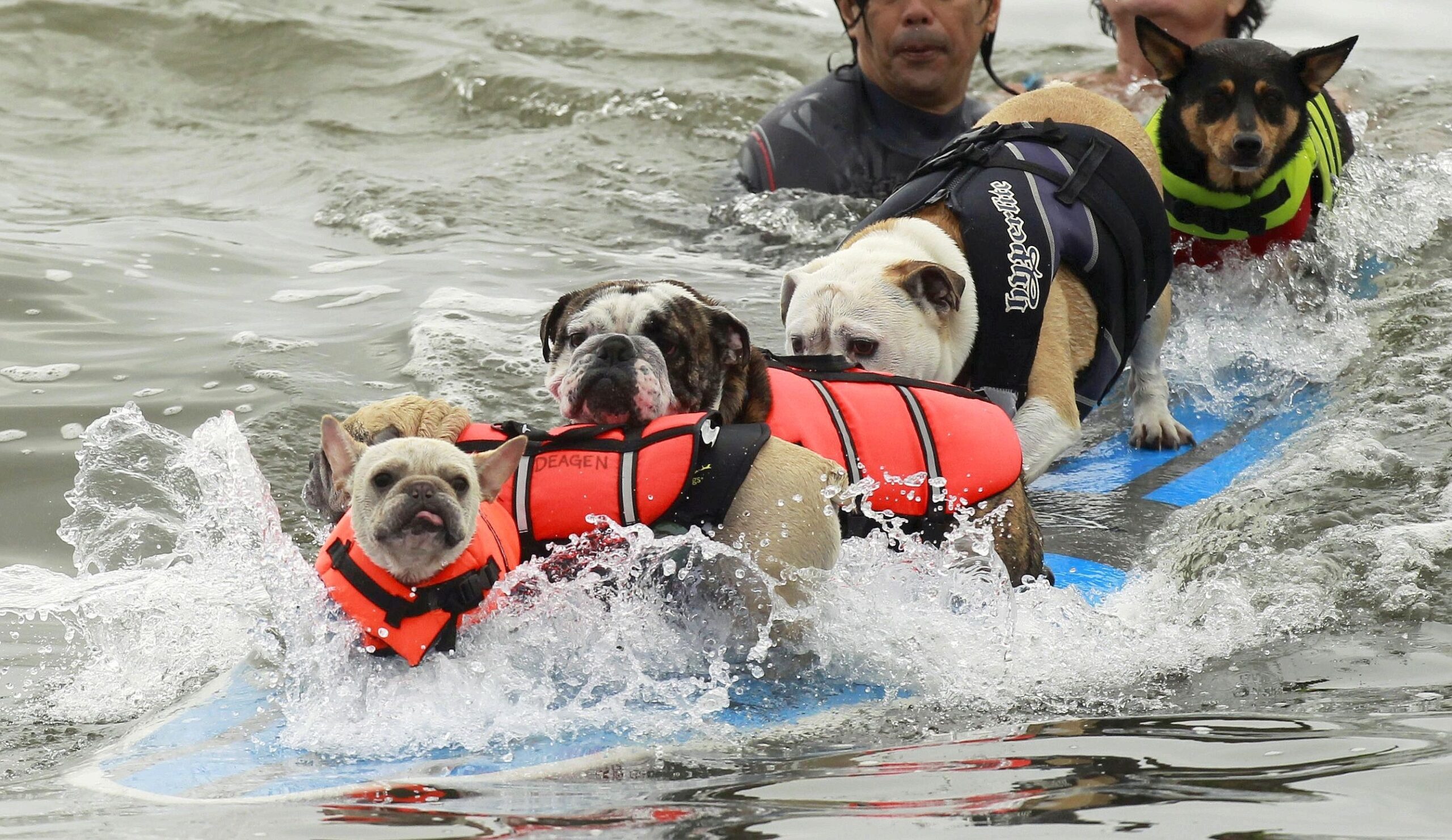 ...Ende: In Huntington Beach haben sogar fünf Hunde gemeinsam gesurft. Es ist nicht überliefert, wie lustig sie das fanden. Gar nicht...
