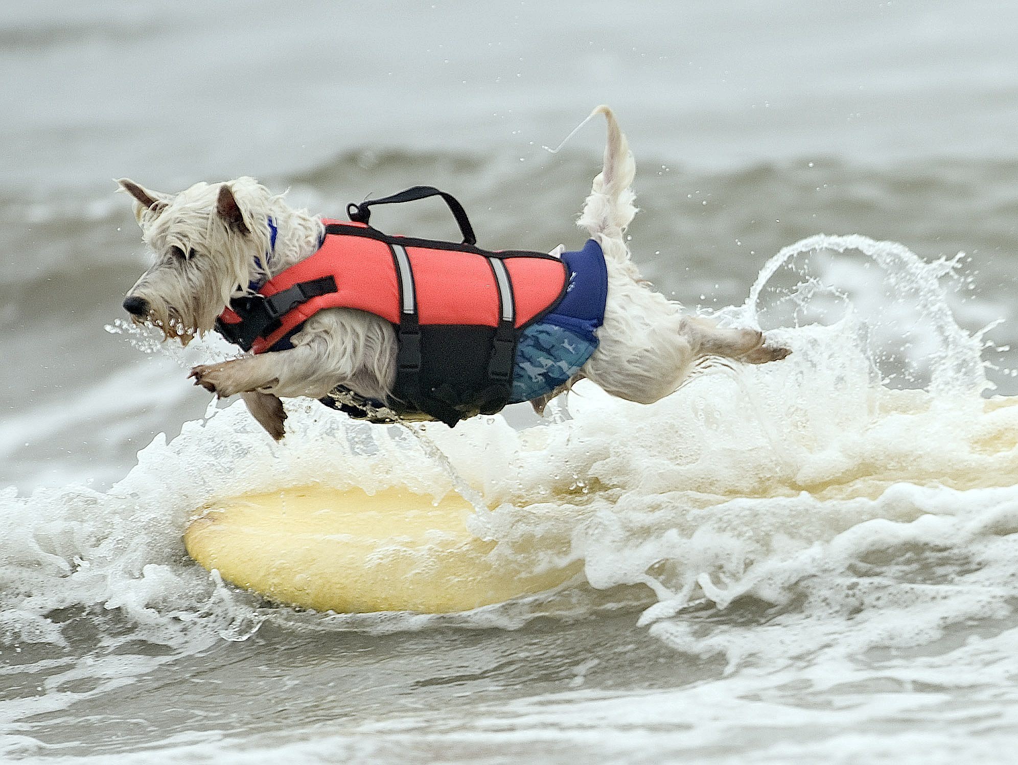 Joey, 7, ist zwar nicht in der Nähe des Strandes, aber der Westie hat trotzdem mehr Lust zu schwimmen als zu surfen.