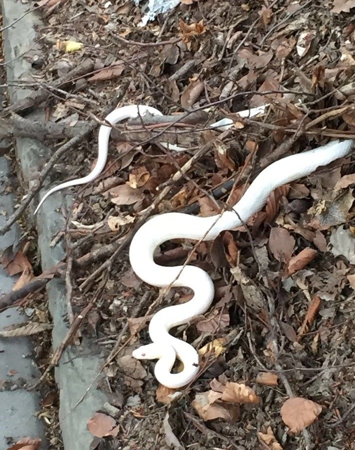 pol-bo-bochum-180-cm-lange-python-in-dahlhausen-entdeckt.jpg
