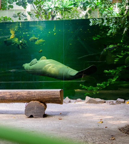 Zoo Duisburg zeigt endlich seine neuen Mitbewohner im Rio Negro. 