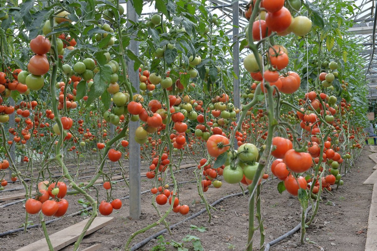 tomaten27.jpg