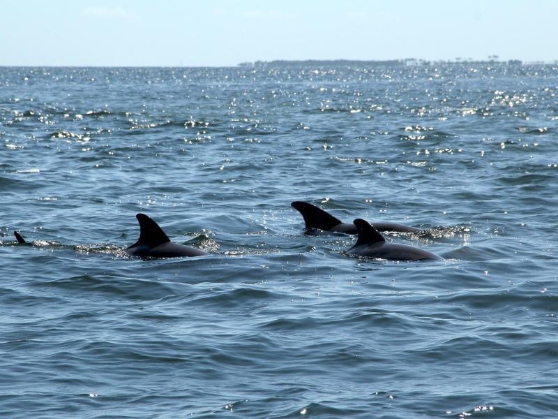 Delfine voraus! Dolphin Tours gibt es in Florida an jeder Ecke.