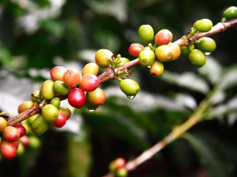 Bis zur Reife der Früchte dauert es etwa neun Monate. Dann werden sie zu leuchtend roten Kaffeekirschen, die geerntet werden können.