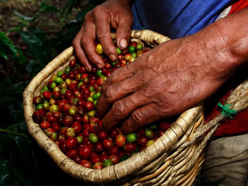 Ein voller Korb Kaffeekirschen: Touristen lernen auf geführten Touren durch die Plantagen schnell, wie mühsam die Ernte per Hand ist.