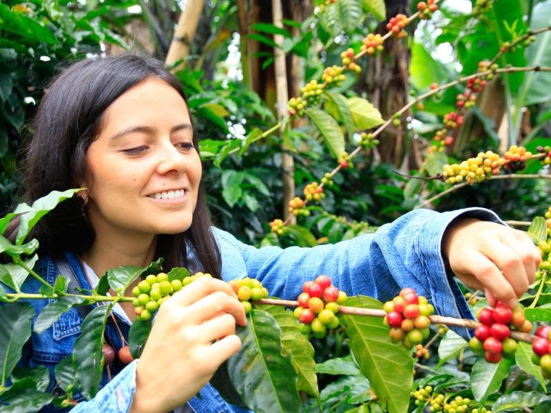 Mittendrin statt nur dabei: Auf Gustavos Plantage kann man seinen Kaffee selbst pflücken.