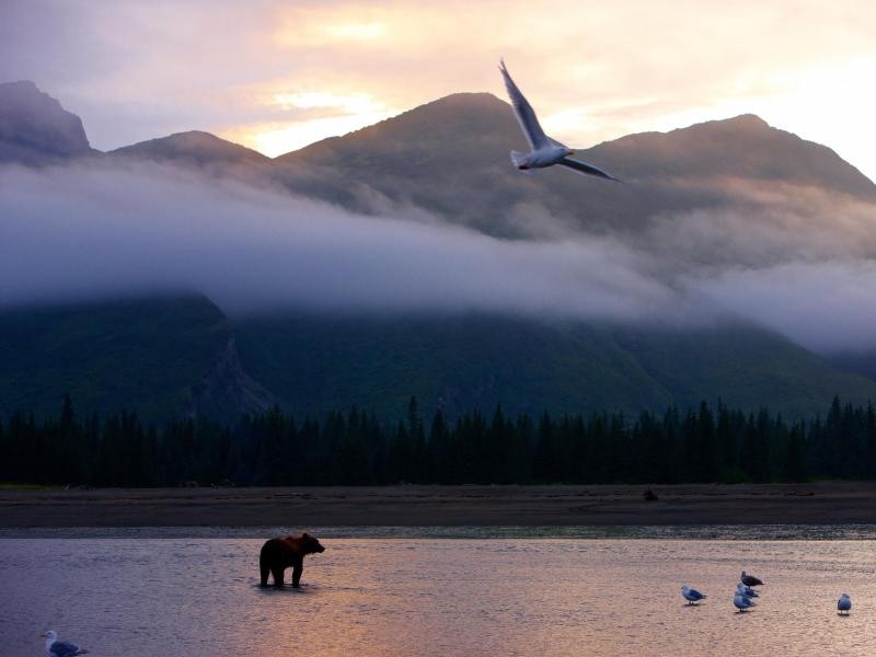 Einsamkeit und wilde Tiere: Das sind zwei Dinge, für die Alaska steht.