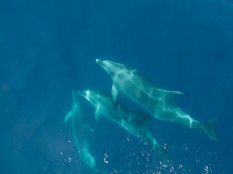 Einmaliges Erlebnis: Vor Columbretes begleiten Delfine das Boot.