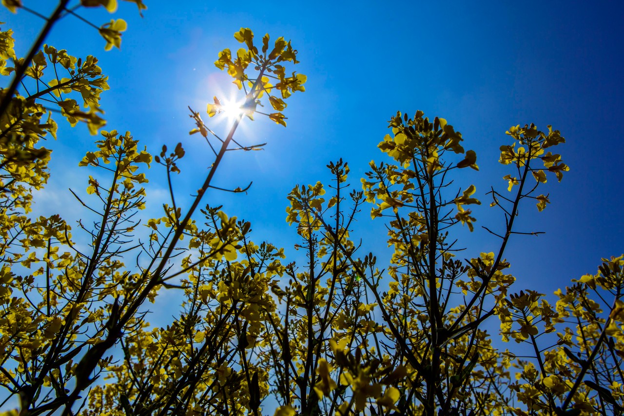 NRW steht vor einem sommerlichen Wochenende! (Symbolbild)