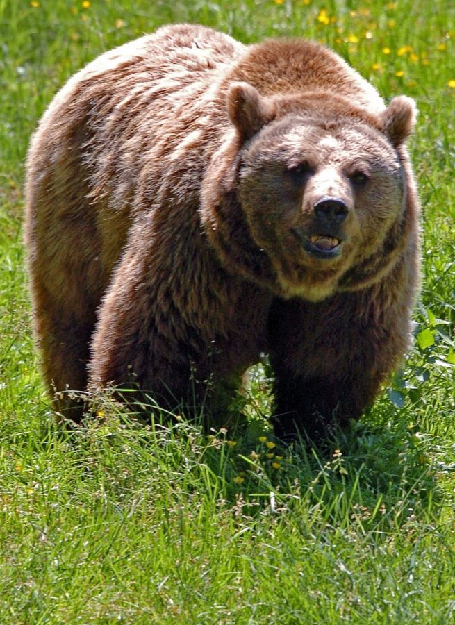 Braunbär