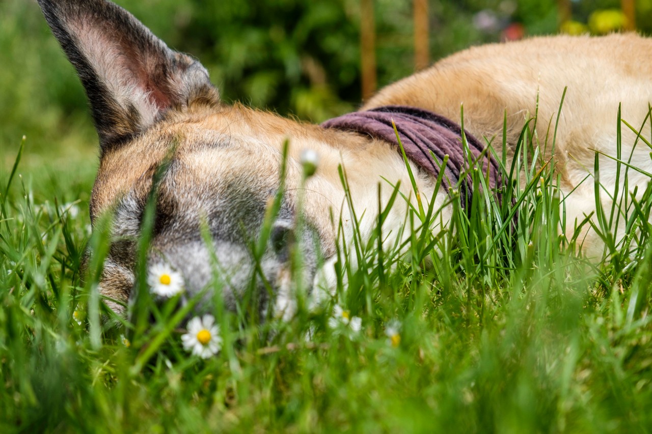 Ein Hund wurde nach einer Fuchs-Attacke getötet (Symbolbild).